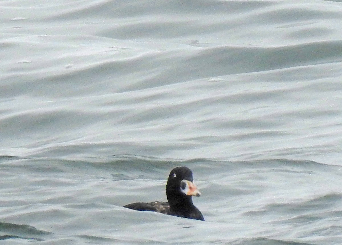 Surf Scoter - ML608575885