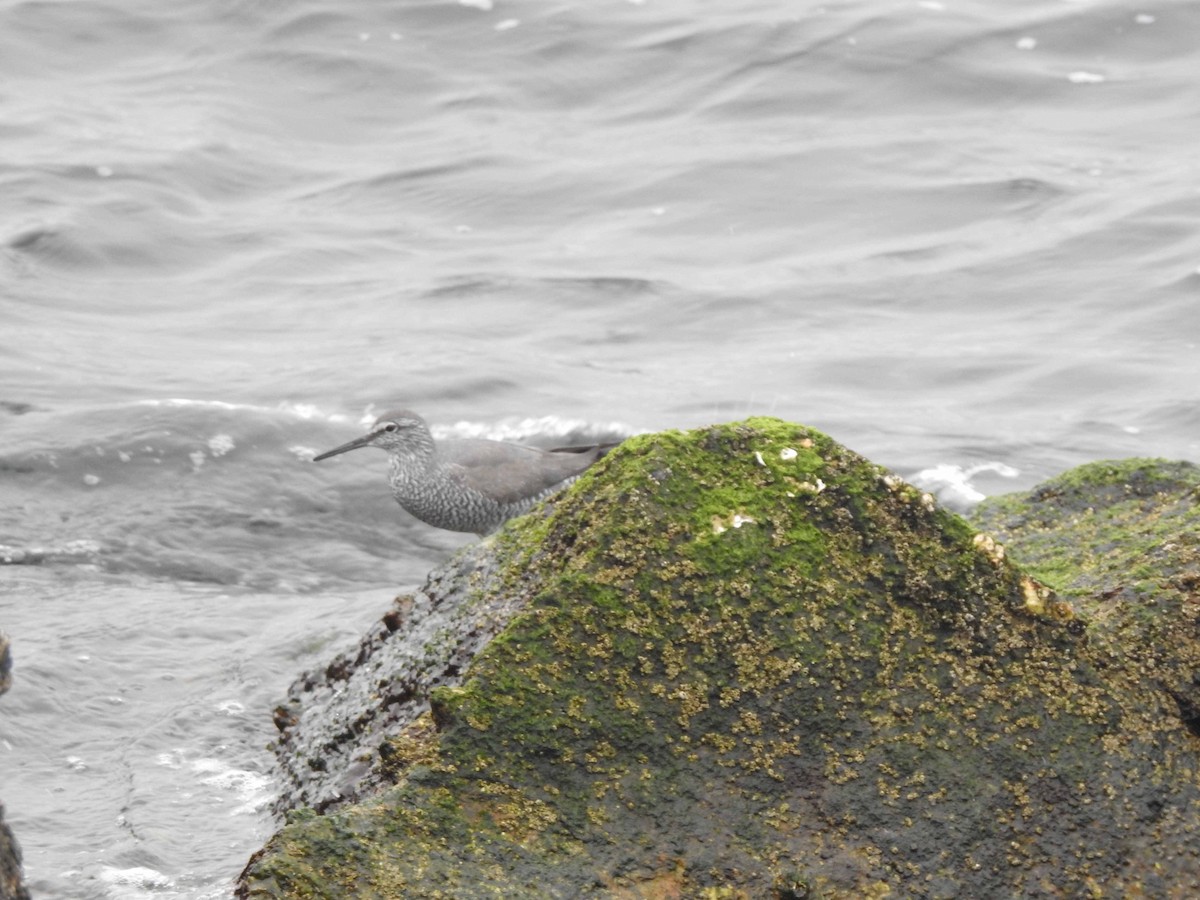 Wandering Tattler - ML608575892