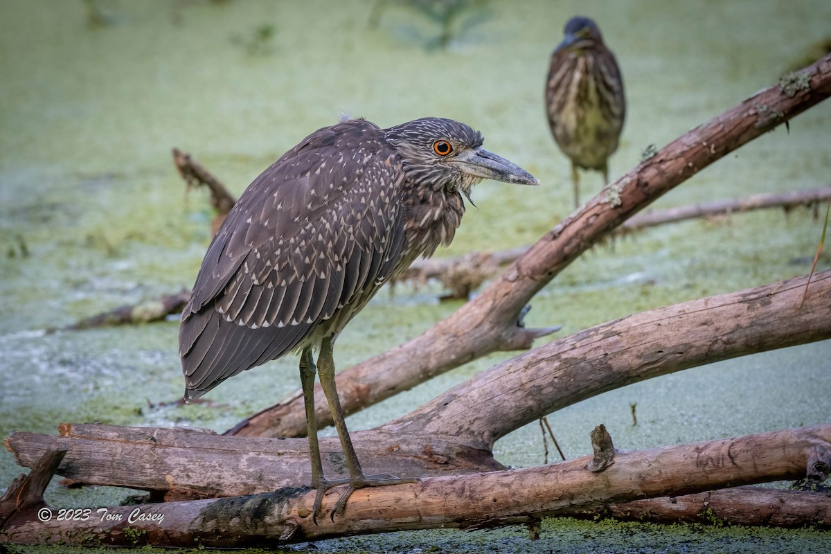 Yellow-crowned Night Heron - ML608575893