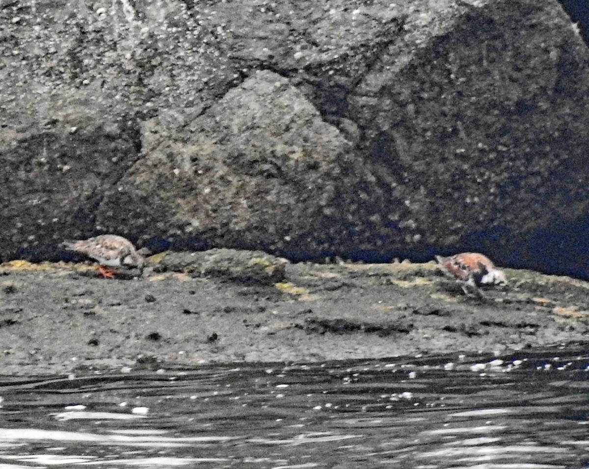 Ruddy Turnstone - ML608575900