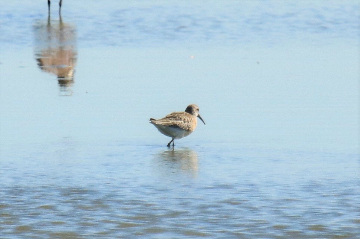 Curlew Sandpiper - ML608575916