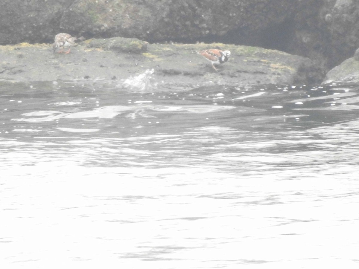 Ruddy Turnstone - ML608575918