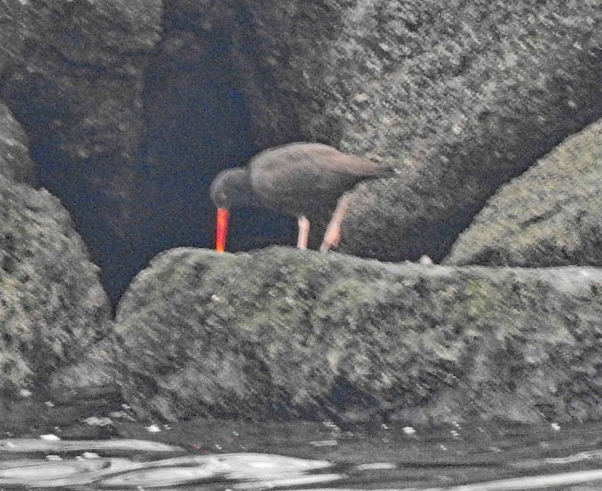 Black Oystercatcher - ML608575922