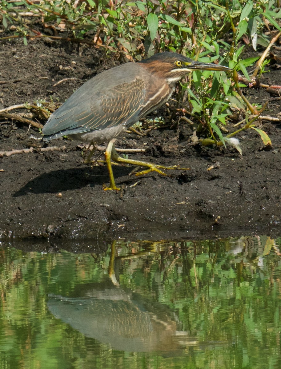 Green Heron - ML608575923