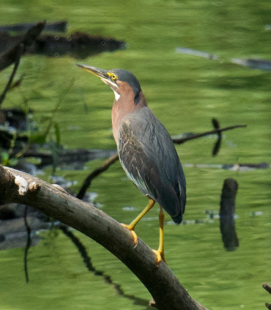 Green Heron - ML608575933