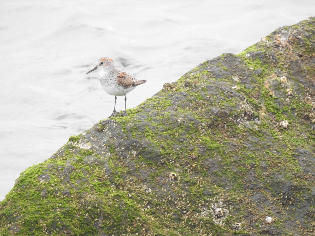 Bécasseau sanderling - ML608575938