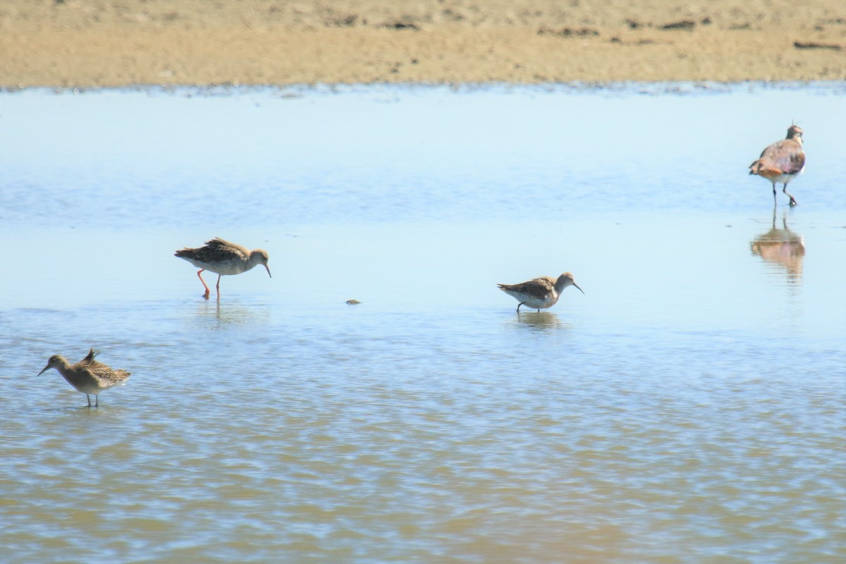 Curlew Sandpiper - ML608575942