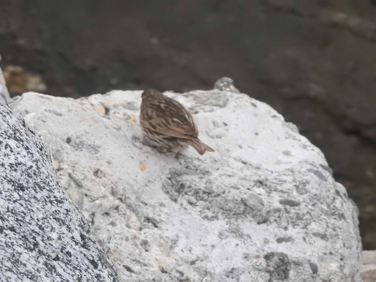 Savannah Sparrow - Anonymous