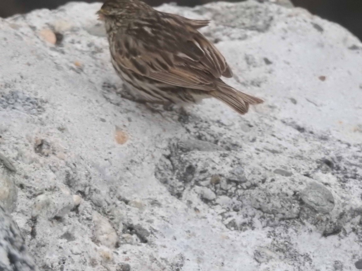 Savannah Sparrow - ML608575945