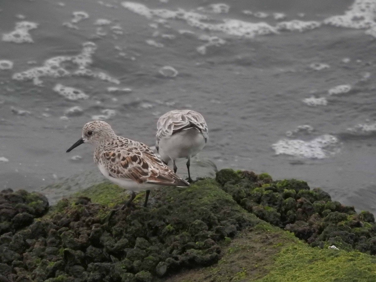 Bécasseau sanderling - ML608575946