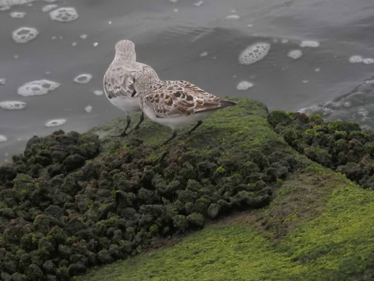 Bécasseau sanderling - ML608575947