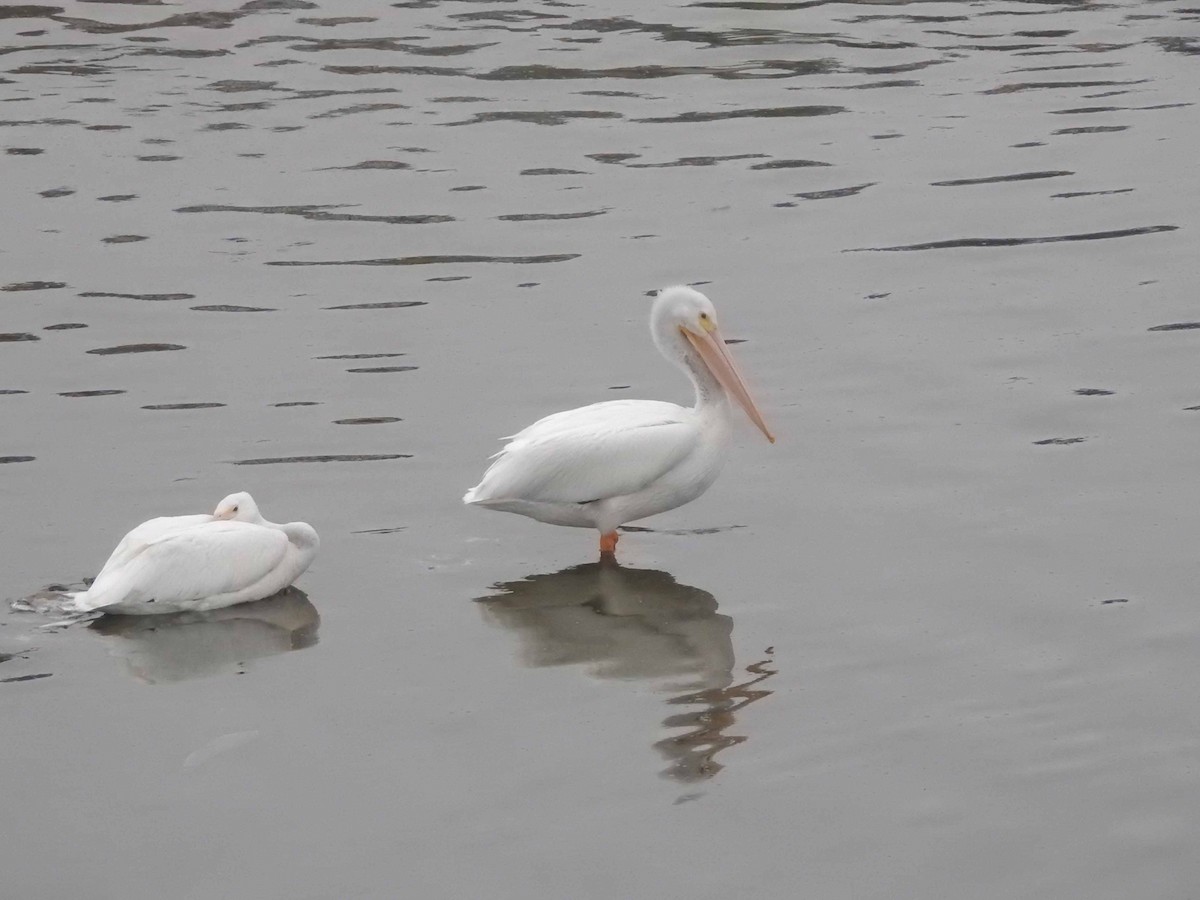 American White Pelican - ML608575962