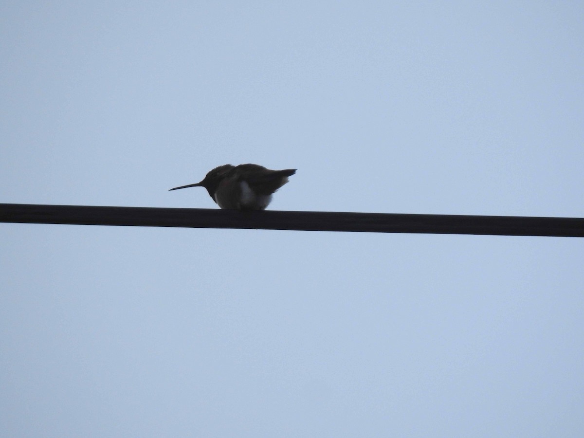 Rufous/Allen's Hummingbird - Anonymous