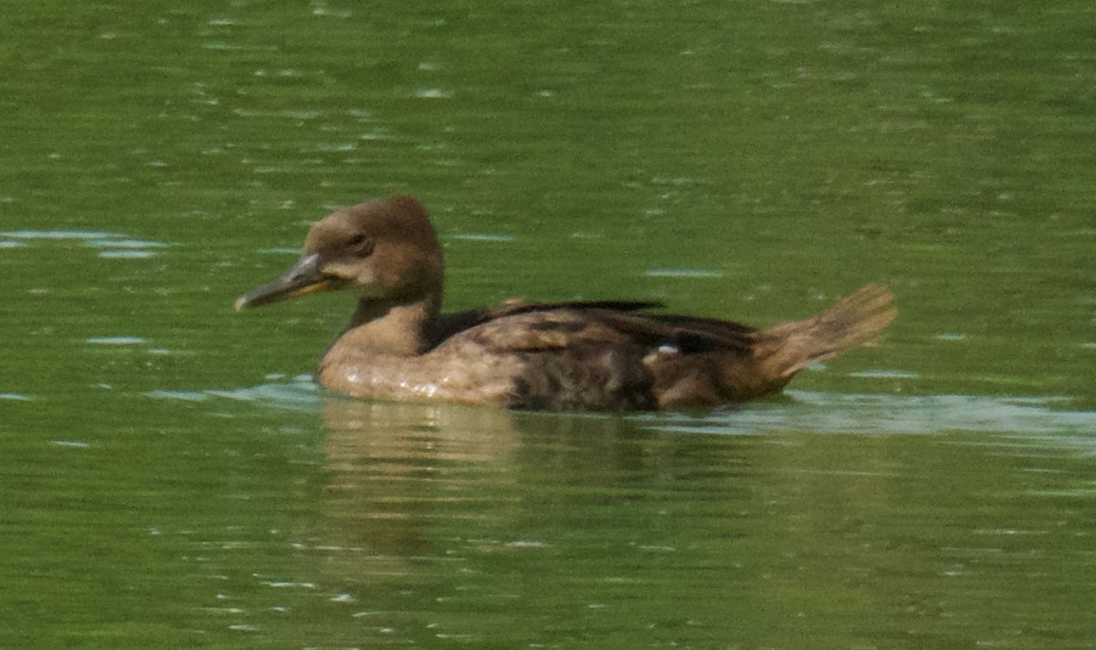 Hooded Merganser - Tamera Eirten