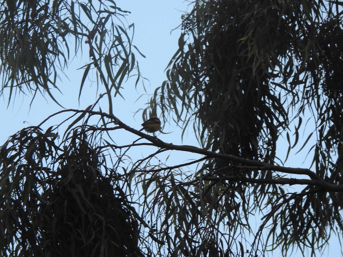 Hooded Oriole - Anonymous