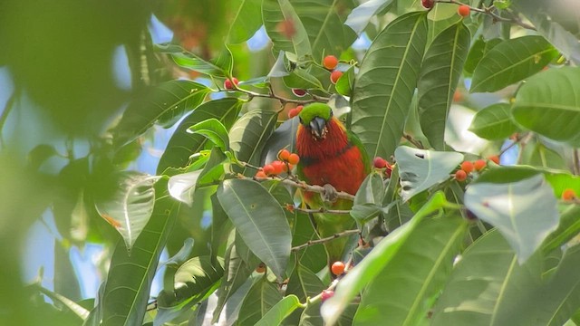 アカノドミミカザリインコ - ML608575995