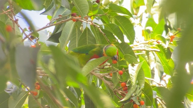 Edwards's Fig-Parrot - ML608575996