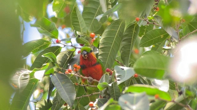 アカノドミミカザリインコ - ML608575997