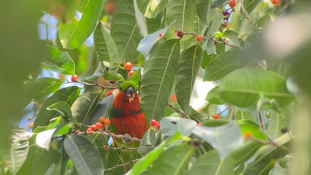 Папужець червоногорлий - ML608575998