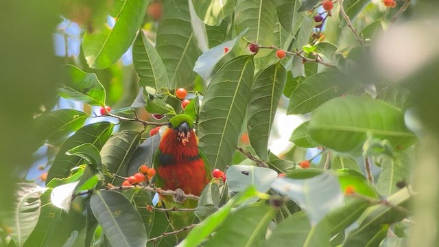 アカノドミミカザリインコ - ML608575998