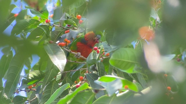 Edwards's Fig-Parrot - ML608575999