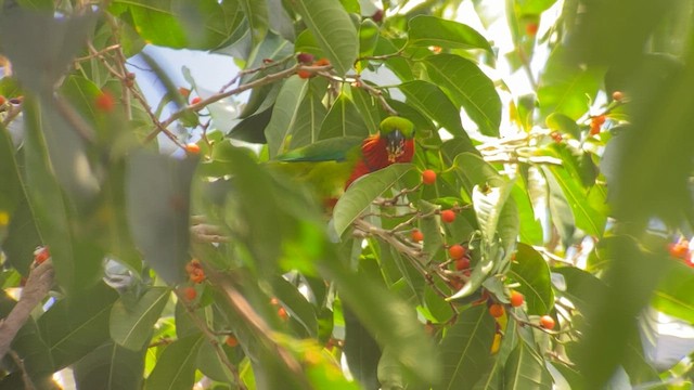 Edwards's Fig-Parrot - ML608576001