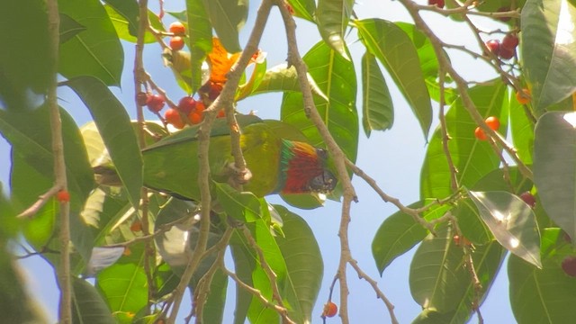 Edwards's Fig-Parrot - ML608576003