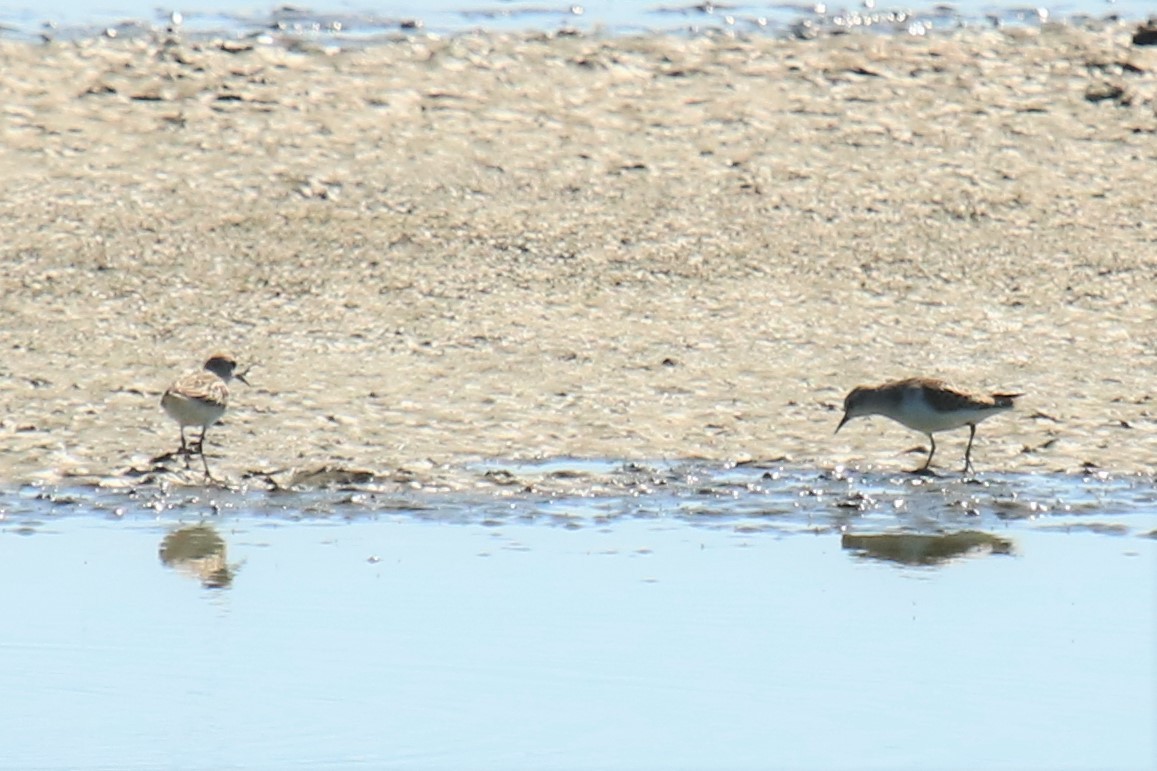 Little Stint - ML608576259