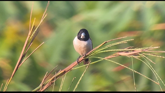 Hooded Munia - ML608576263