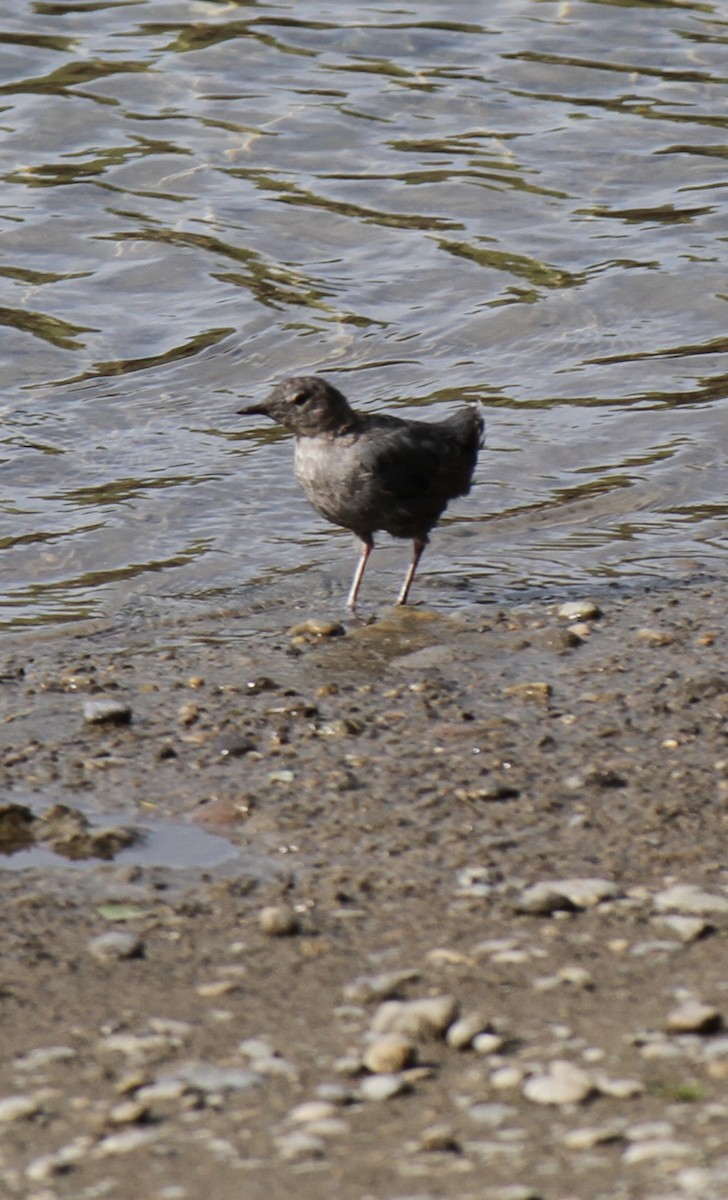 American Dipper - ML608576320