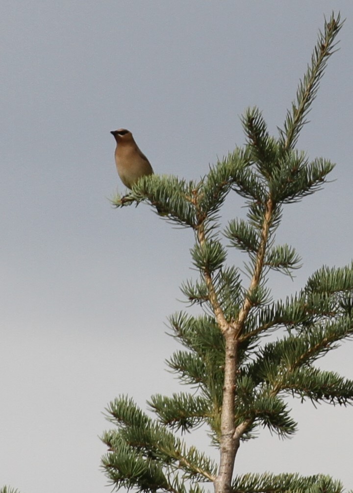 Cedar Waxwing - ML608576326