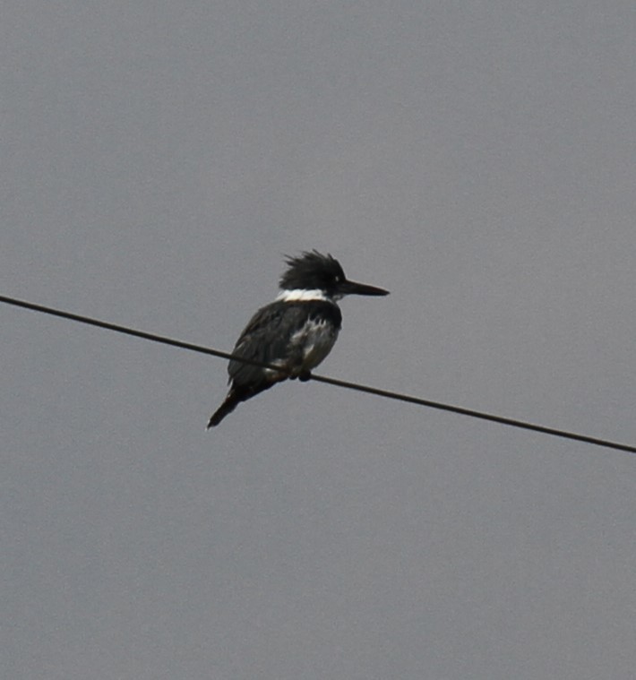 Belted Kingfisher - ML608576350