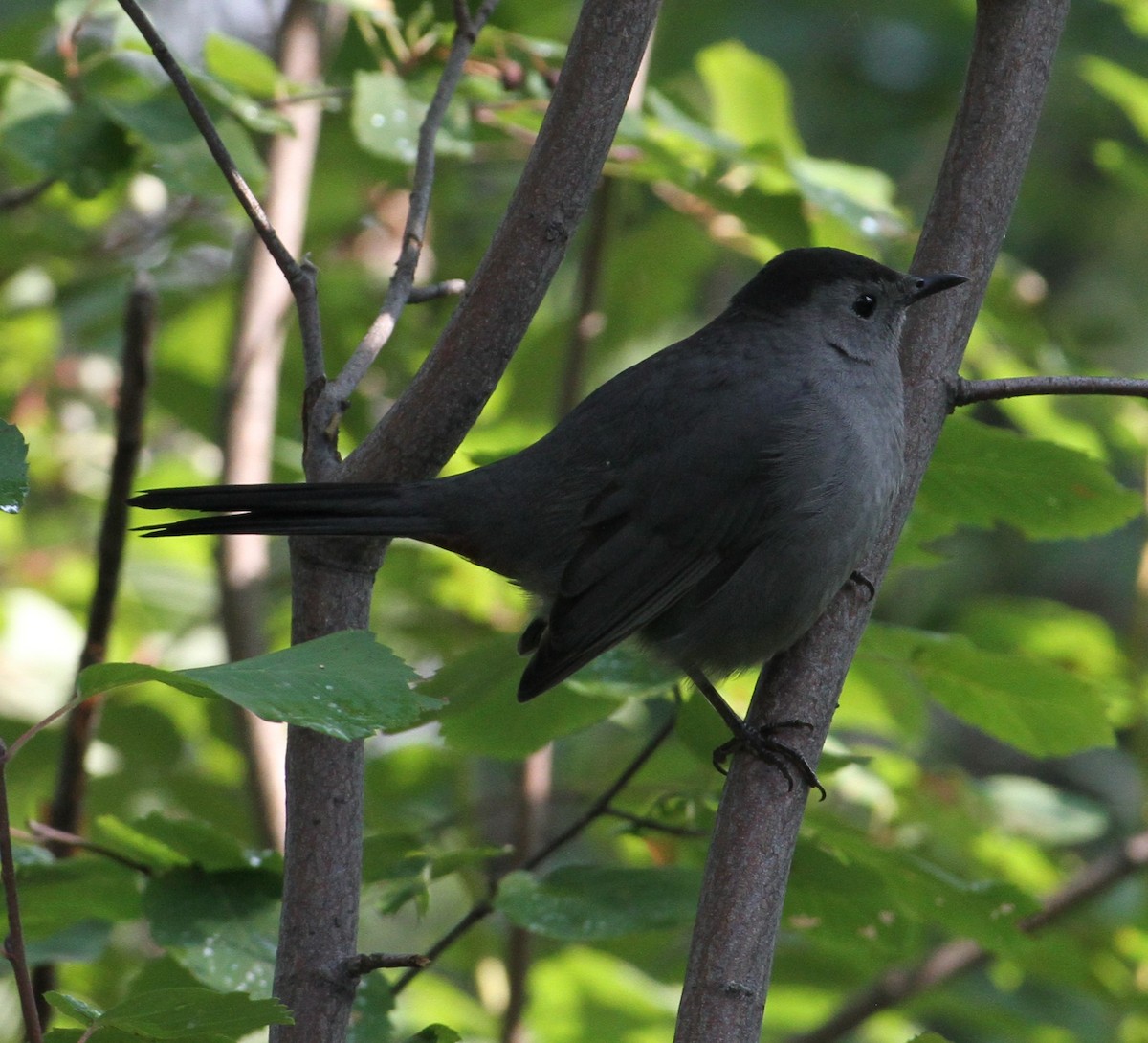 Gray Catbird - ML608576355