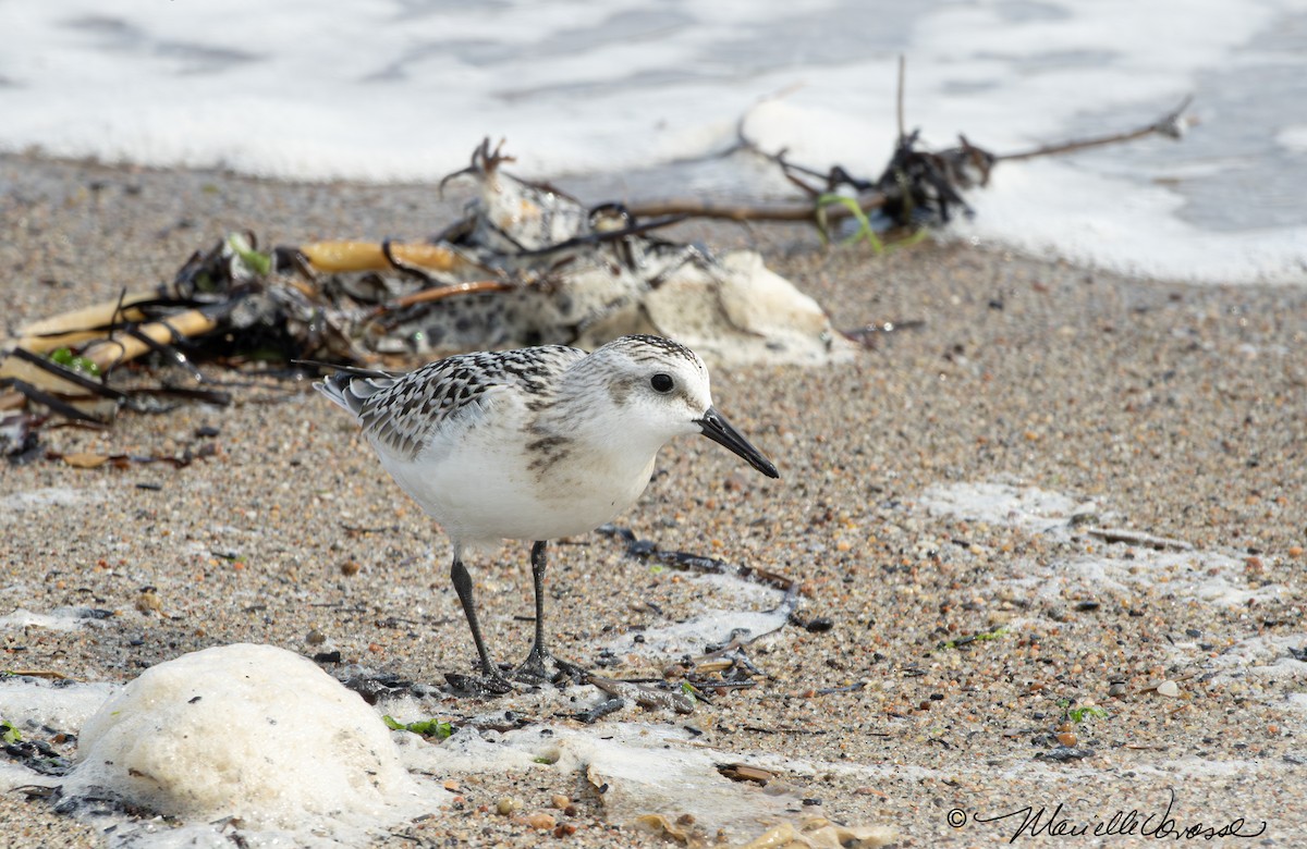 Bécasseau sanderling - ML608576384