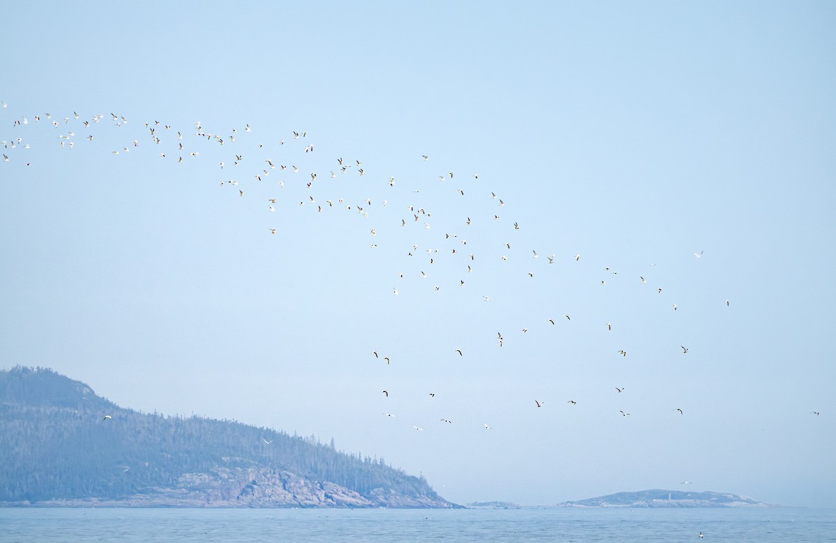 Common Tern - ML608576389