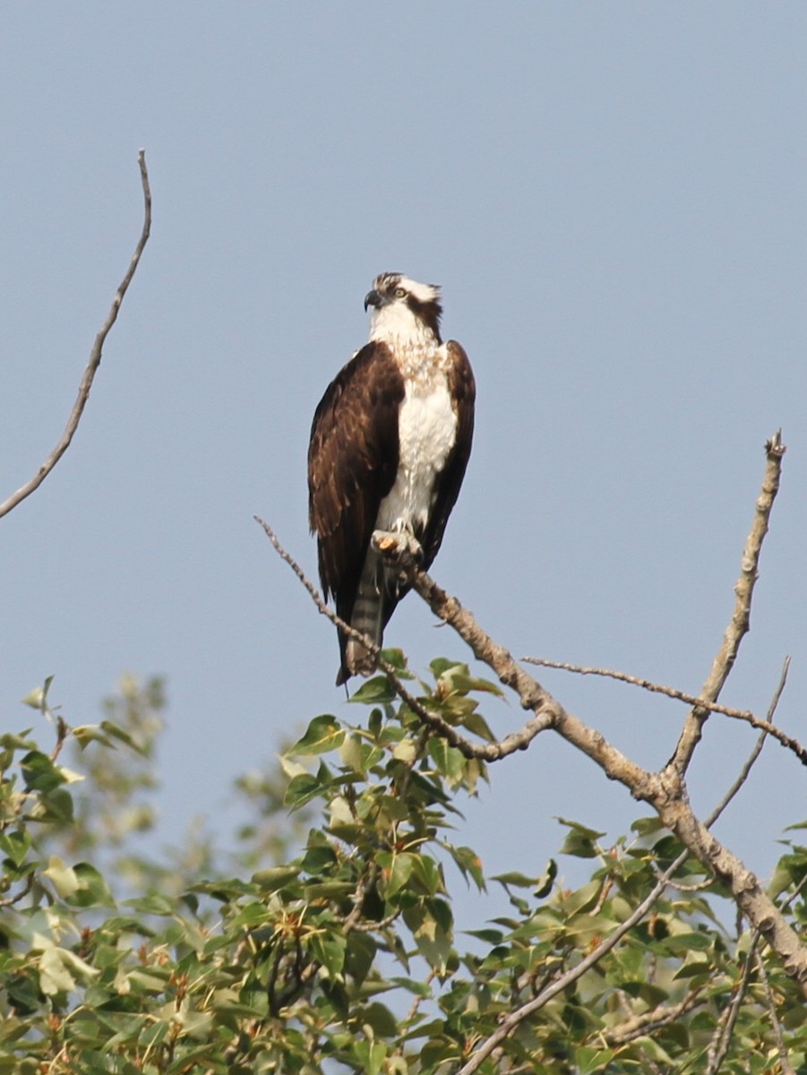 Osprey - ML608576395