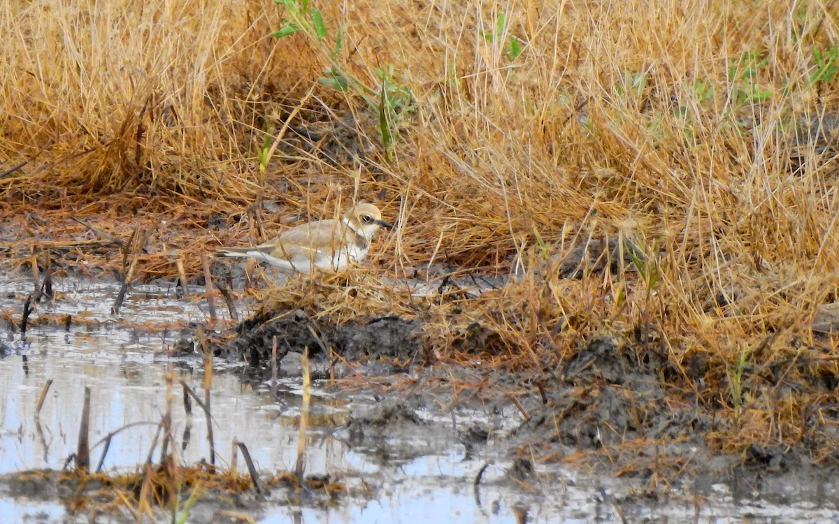 Little Ringed Plover - ML608576407