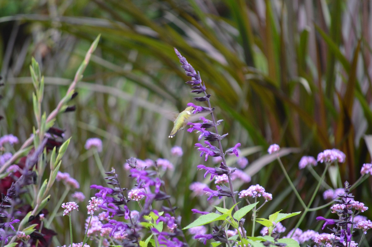 Ruby-throated Hummingbird - ML608576422