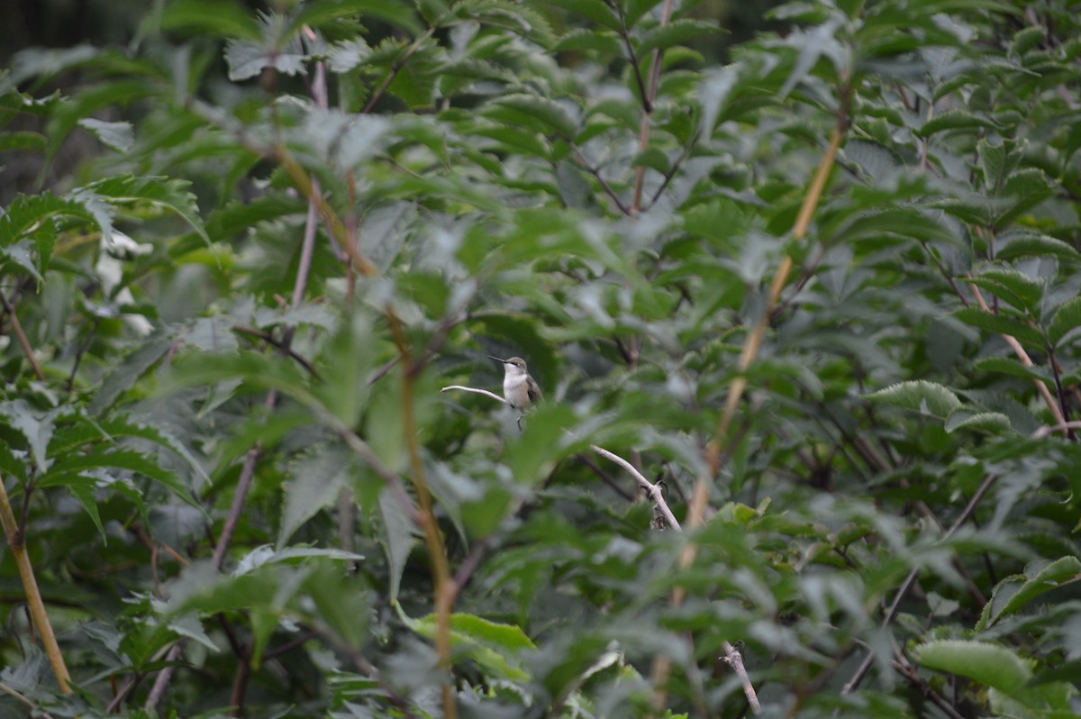 Ruby-throated Hummingbird - ML608576441