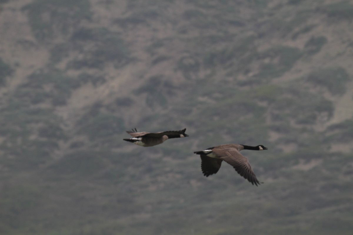 Canada Goose - Stephen B. Brown