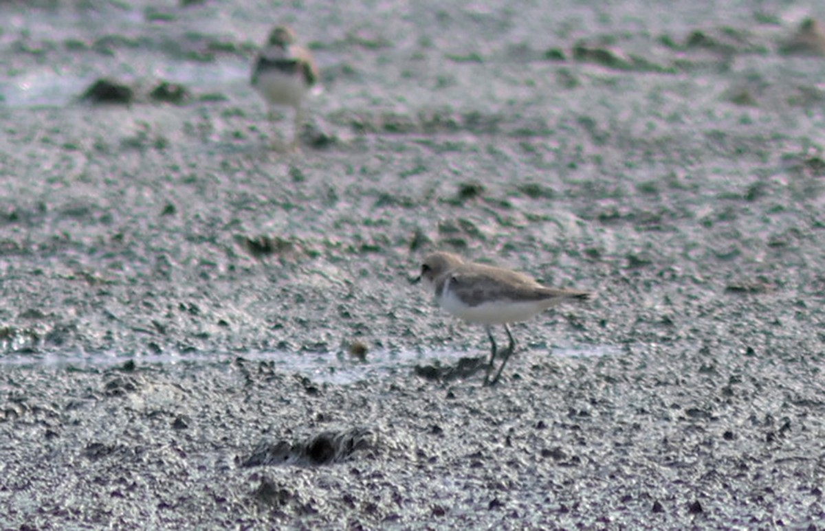 Kentish Plover - ML608576577