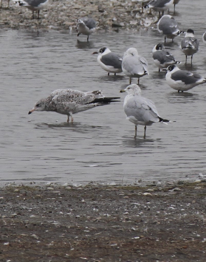 Ring-billed Gull - Stephen B. Brown