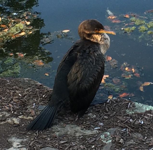 Double-crested Cormorant - ML608576621