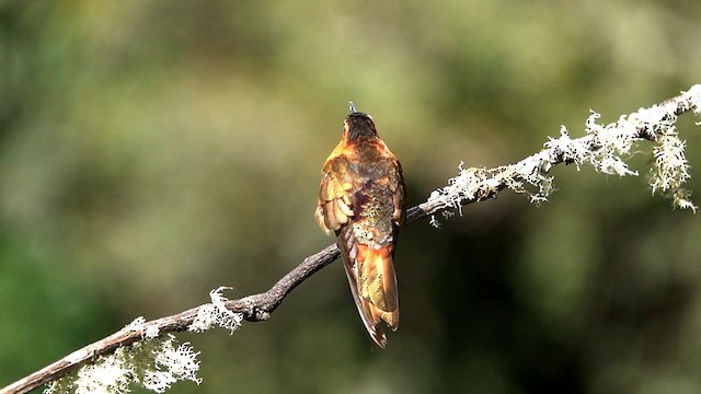 kolibřík duhovohřbetý - ML608576635
