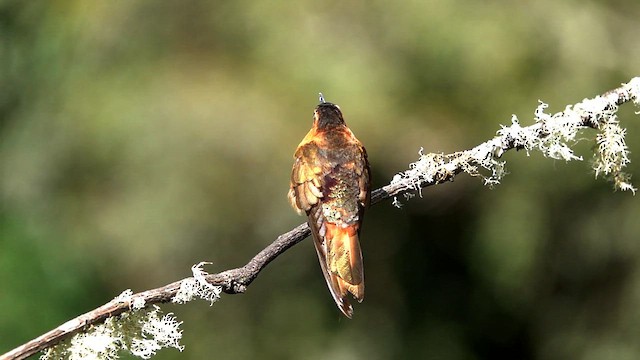 Colibrí Cobrizo - ML608576635