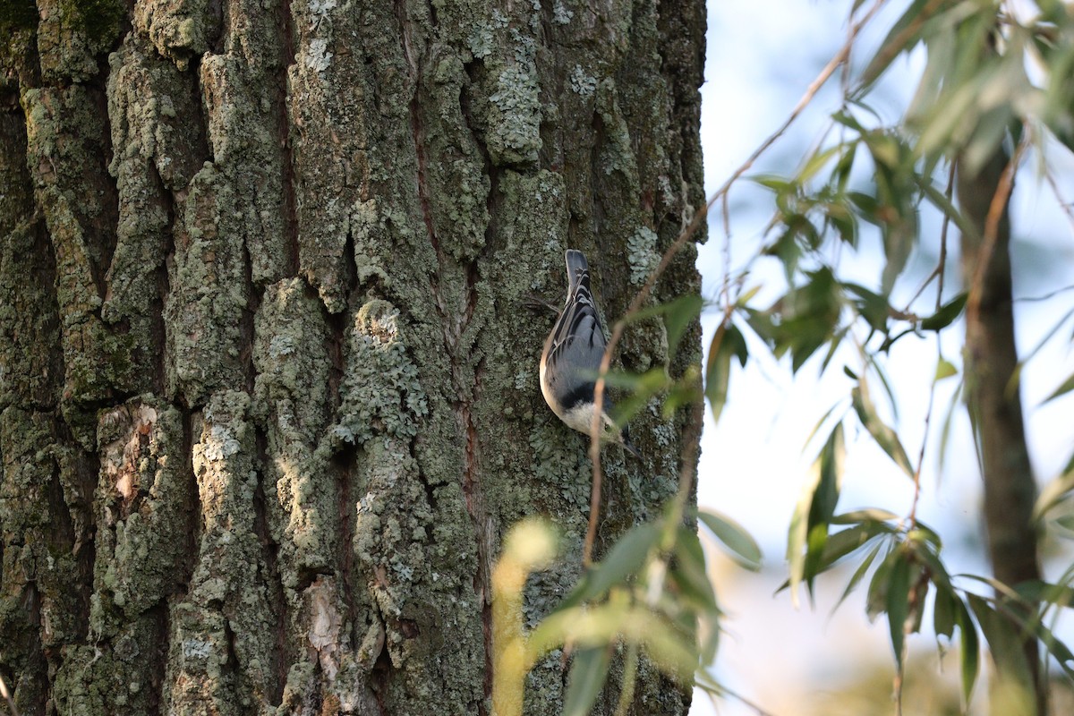 White-breasted Nuthatch - ML608576655
