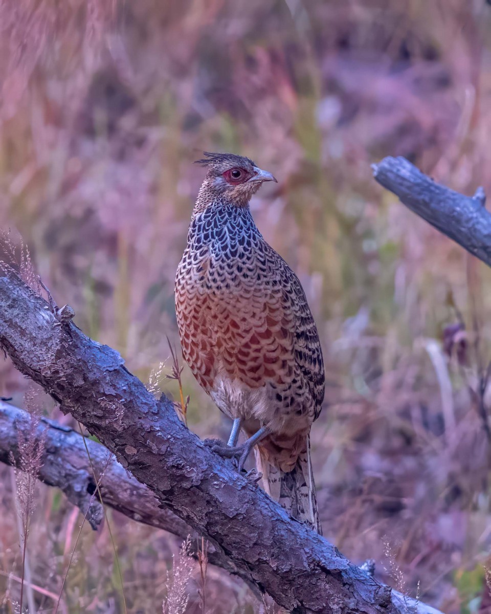 Cheer Pheasant - ML608576711