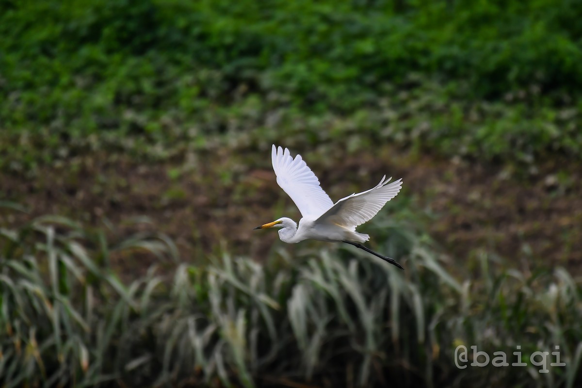 Great Egret - ML608576756