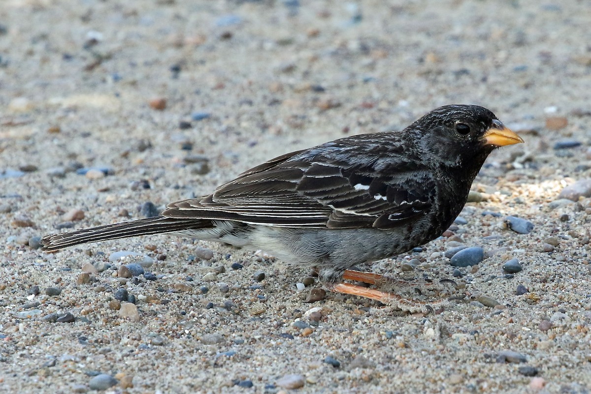 Mourning Sierra Finch - Phillip Edwards