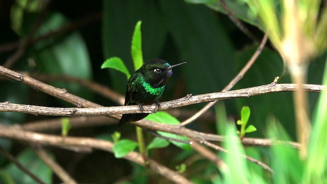 Colibrí Turmalina - ML608576768